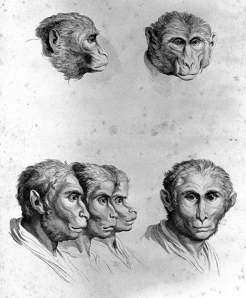 Illustration for article titled Baroque-Era Drawings Reveal Early Ideas About Evolution